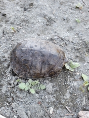 Actinemys marmorata marmorata