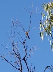 Acanthagenys rufogularis