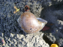 Pomacea flagellata