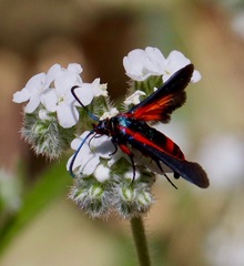 Synanthedon polygoni