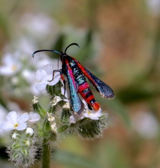 Synanthedon polygoni