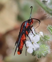 Synanthedon polygoni