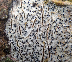 Arthopyrenia peltigerella