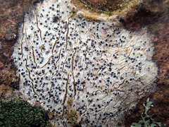 Arthopyrenia peltigerella