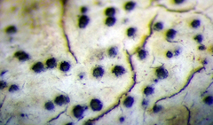 Arthopyrenia peltigerella