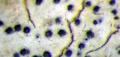Arthopyrenia peltigerella