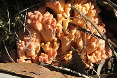 Ramaria xanthosperma