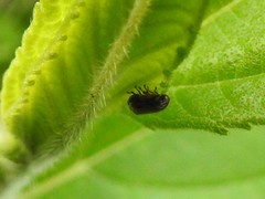 Clastoptera xanthocephala