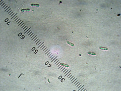 Arthopyrenia peltigerella