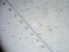 Arthopyrenia peltigerella