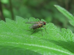 Phaonia