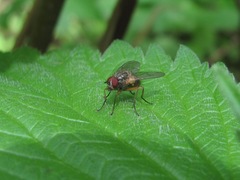 Phaonia