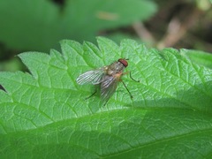 Phaonia