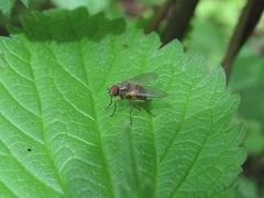 Phaonia