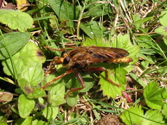Asilus crabroniformis