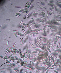Arthopyrenia peltigerella
