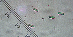 Arthopyrenia peltigerella