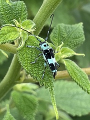 Paraglenea fortunei