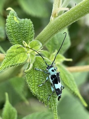 Paraglenea fortunei
