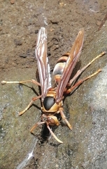 Polistes carnifex carnifex