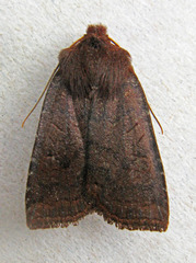 Conistra ligula
