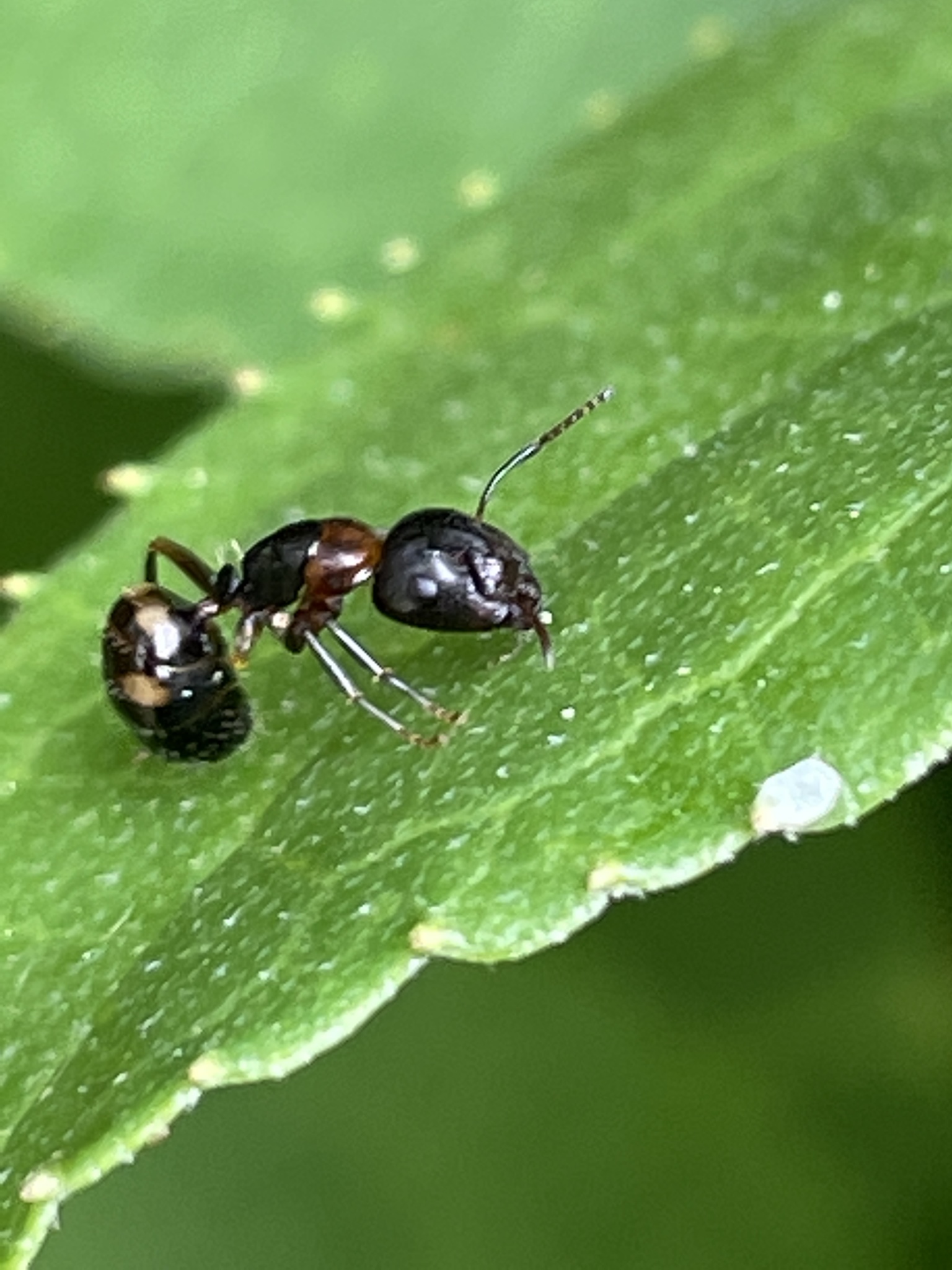 Camponotus nawai