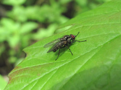 Muscidae