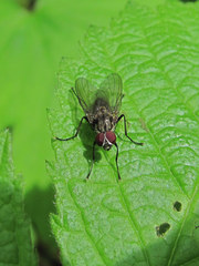Muscidae