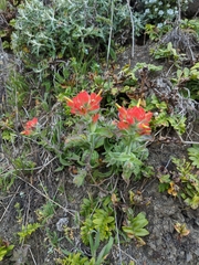 Castilleja litoralis