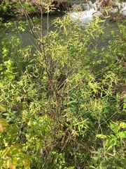 Salix sericea
