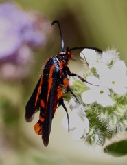 Synanthedon polygoni