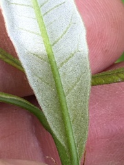 Salix sericea