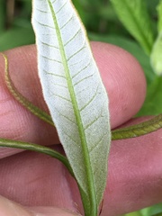 Salix sericea