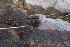 Codatractus arizonensis