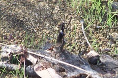 Codatractus arizonensis