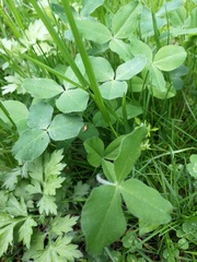 Trifolium incarnatum