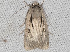 Euxoa pimensis