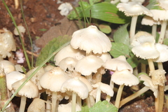 Termitomyces microcarpus