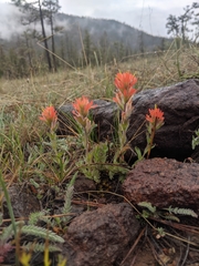 Castilleja brevilobata