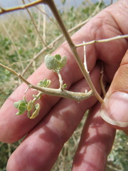 Neolasioptera willistoni