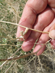 Neolasioptera willistoni