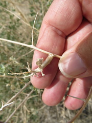 Neolasioptera willistoni