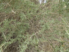 Neolasioptera willistoni