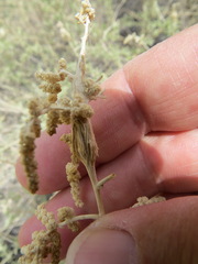 Neolasioptera willistoni