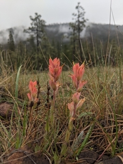 Castilleja brevilobata