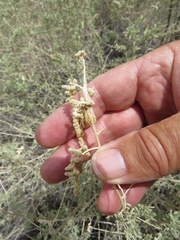 Neolasioptera willistoni