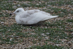 Larus glaucescens × hyperboreus