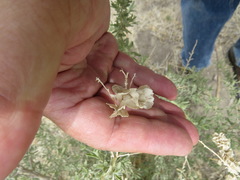 Neolasioptera willistoni