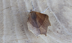 Tetracis cervinaria