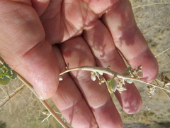 Neolasioptera willistoni